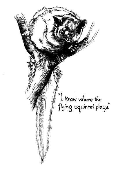 squirel