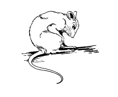 mouse