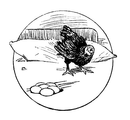 eggs