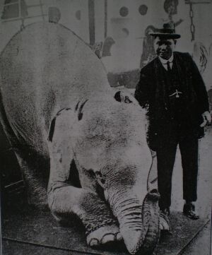 SAW DURMAY AND HIS WHITE ELEPHANT